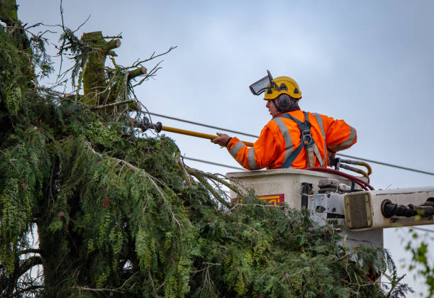 How Our Tree Care Process Works  in  South Cleveland, TN