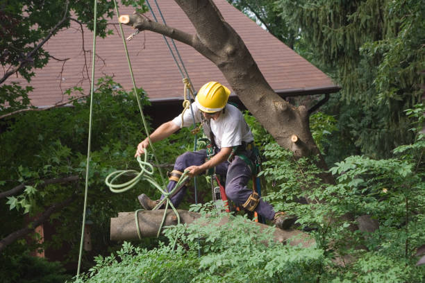 Lawn Renovation and Restoration in South Cleveland, TN