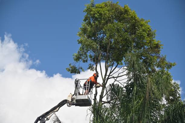 Reliable South Cleveland, TN Tree Care Solutions